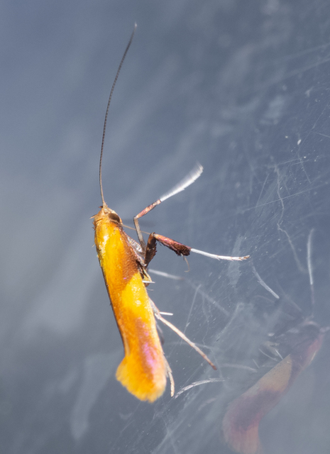 Caloptilia