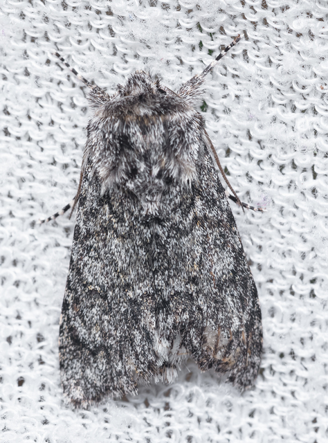 Acronicta euphorbiae - kutyatej-szigonyosbagoly