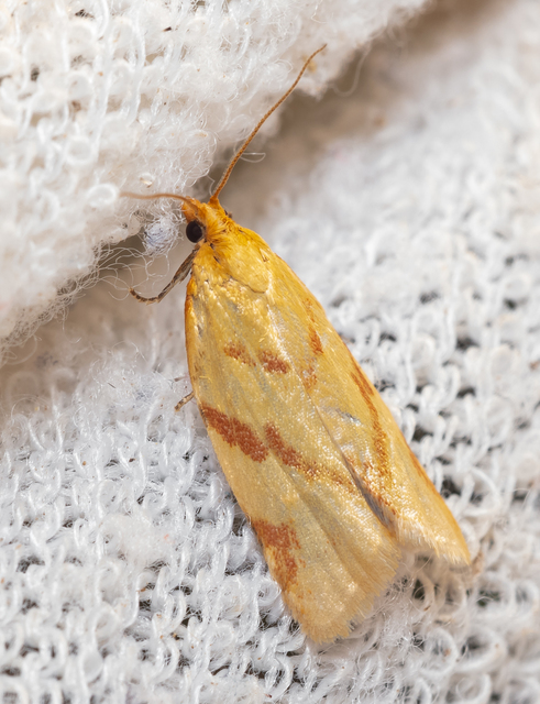 Clepsis pallidana - aranysárga sodrómoly