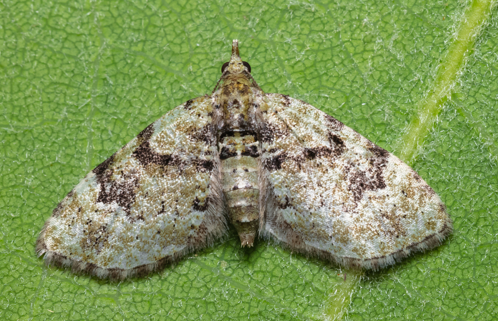 Chloroclystis v-ata - zöldes törpearaszoló