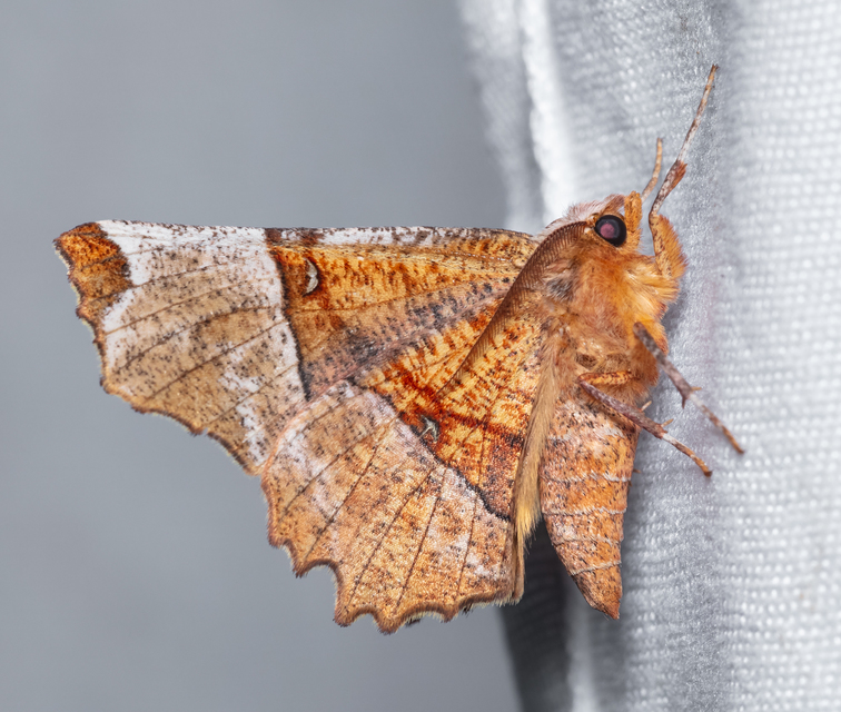 Selenia lunularia - egyfoltos holdasaraszoló
