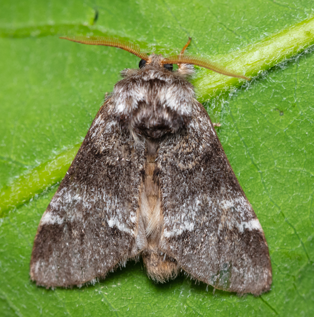 Drymonia dodonea - bélyeges púposszövő