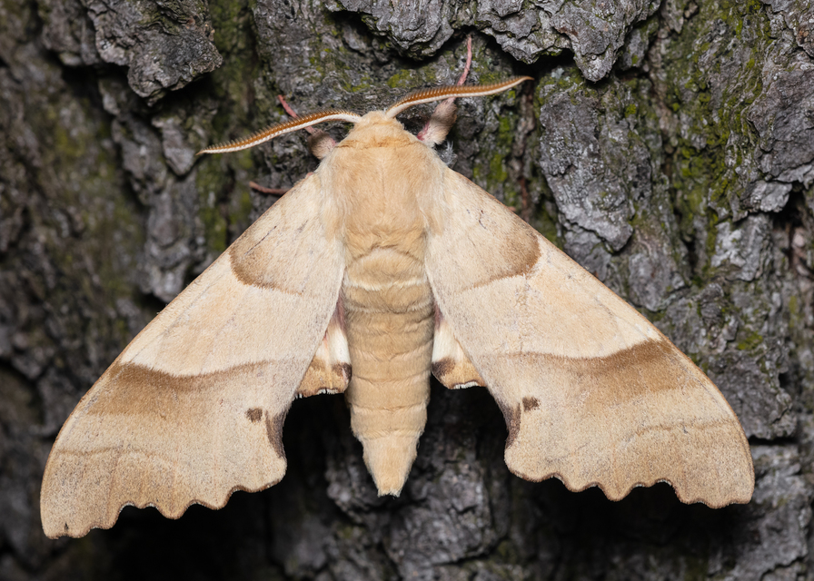 Marumba quercus - tölgyfaszender
