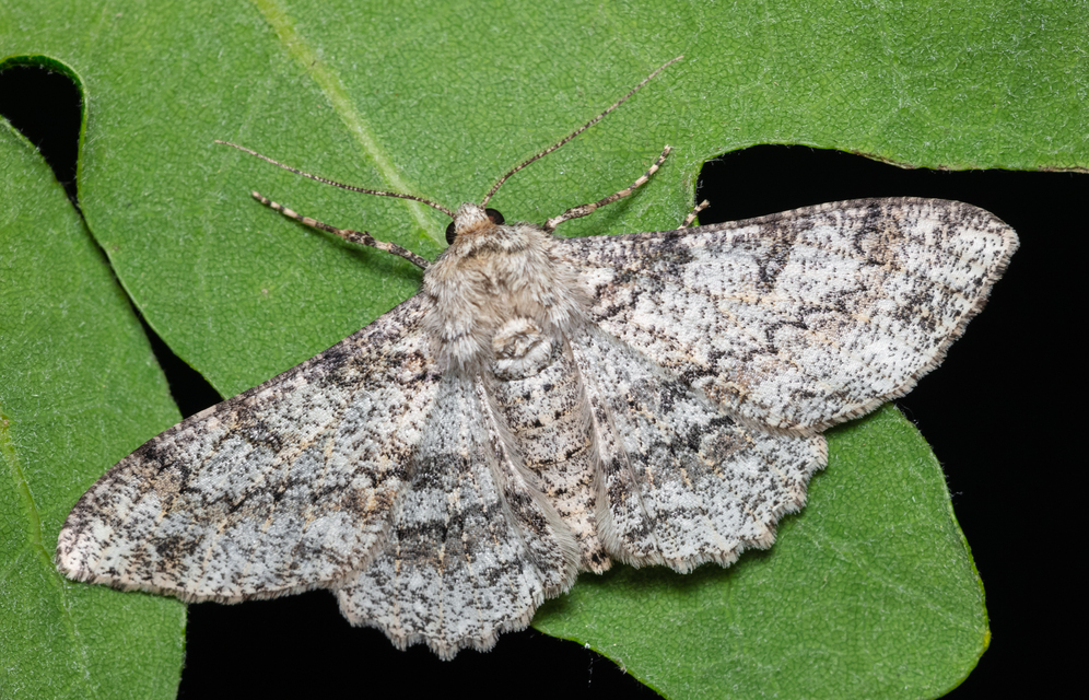 Ascotis selenaria - holdas faaraszoló