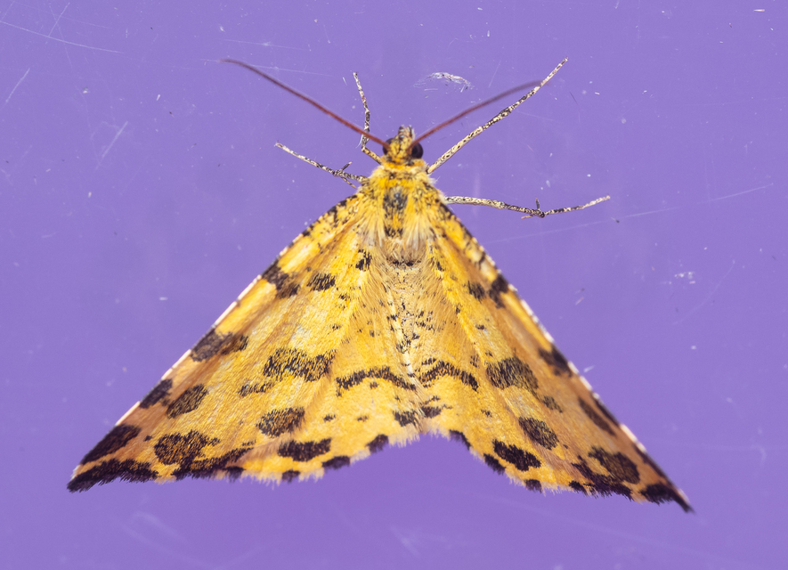 Pseudopanthera macularia - párducfoltos araszoló
