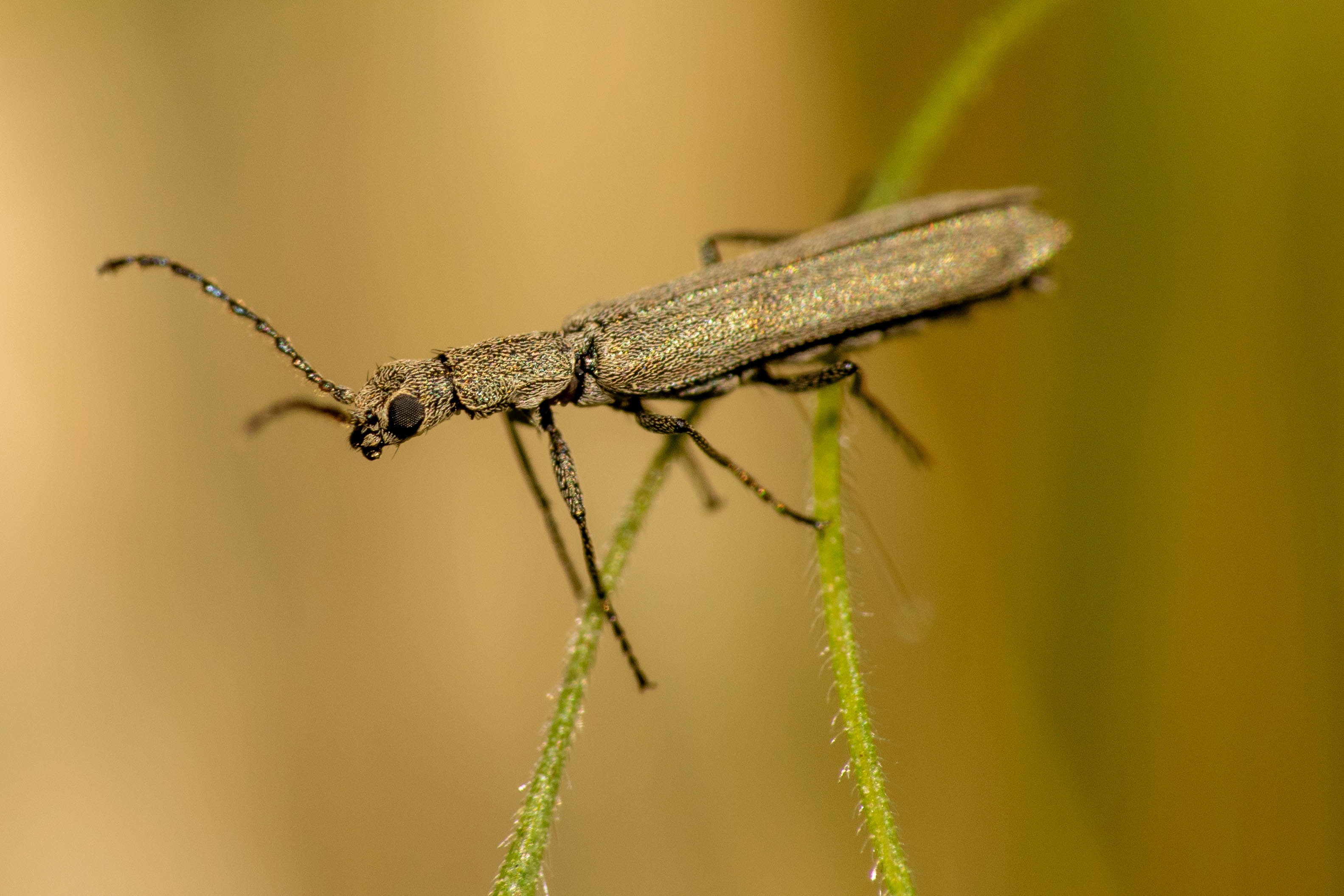 Dolichosoma lineare - ösztövér karimásbogár