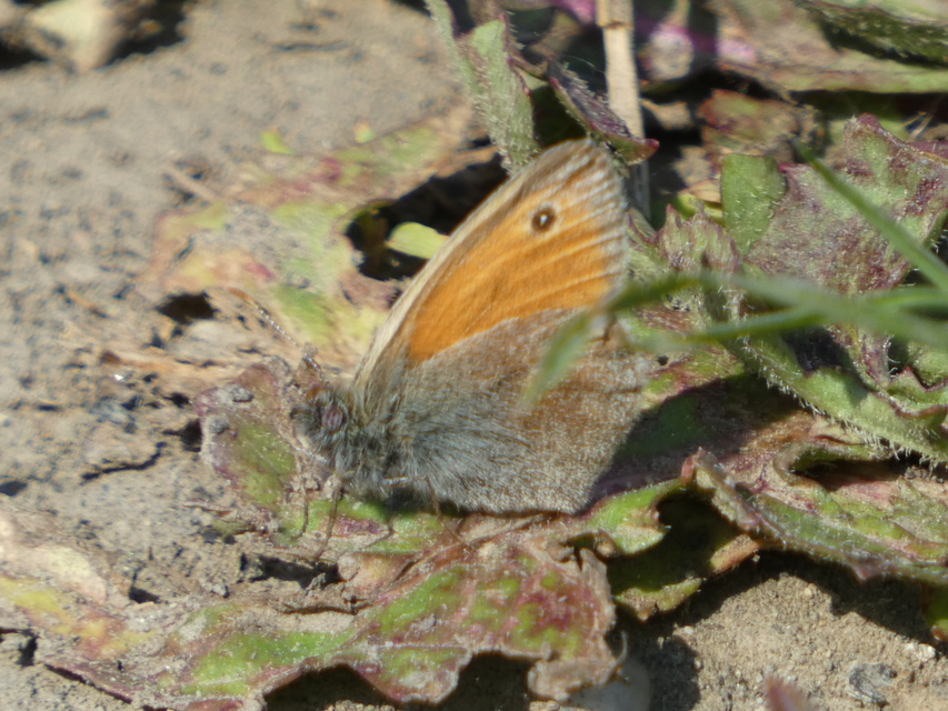 Coenonympha pamphilus - kis szénalepke