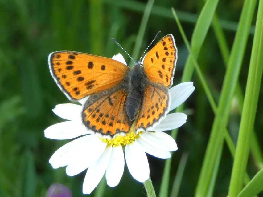 Lycaena thersamon - kis tűzlepke
