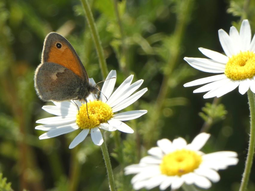 Coenonympha pamphilus - kis szénalepke