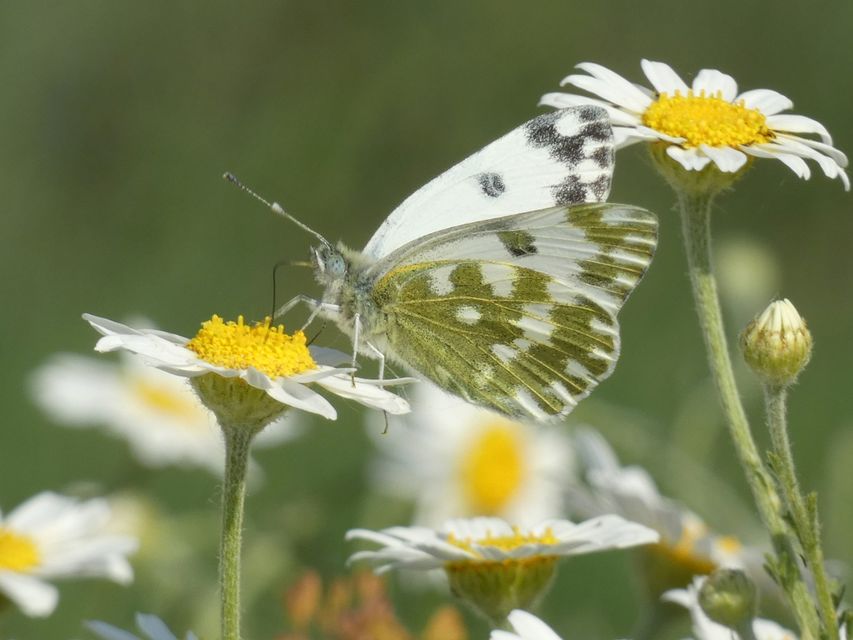 Pontia edusa - rezedalepke