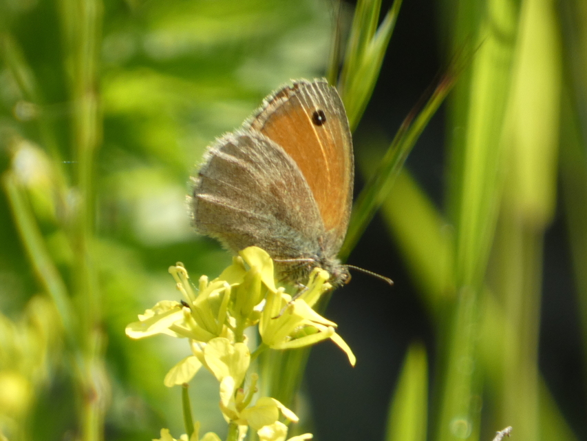 Coenonympha pamphilus - kis szénalepke