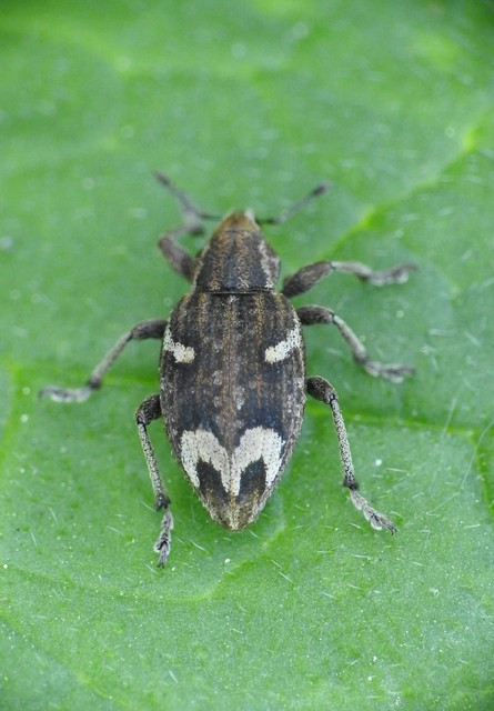 Graptus triguttatus - kárpáti nadálytőormányos