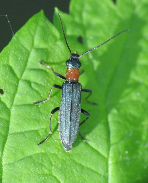 Oedemera croceicollis - pirostorú álcincér