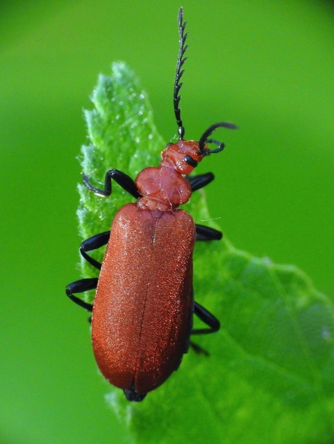 Pyrochroa serraticornis - közép-bíborbogár