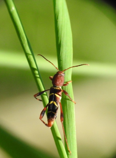 Neoclytus acuminatus - amerikai darázscincér