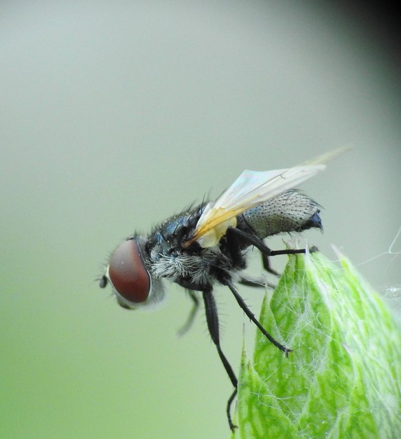 Elomya lateralis
