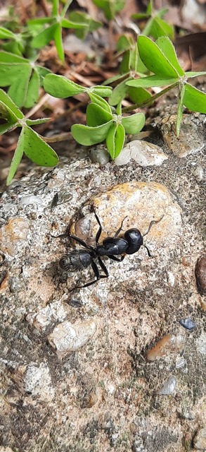 Camponotus vagus - fekete lóhangya