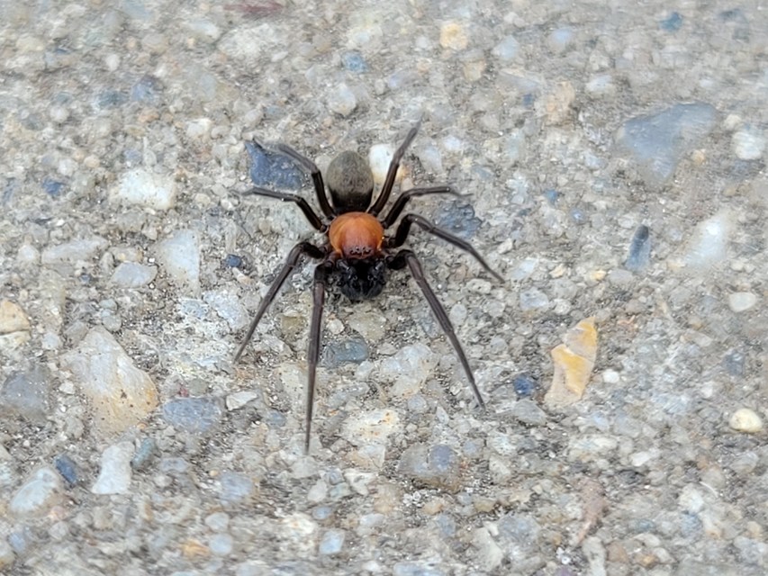 Titanoeca spominima