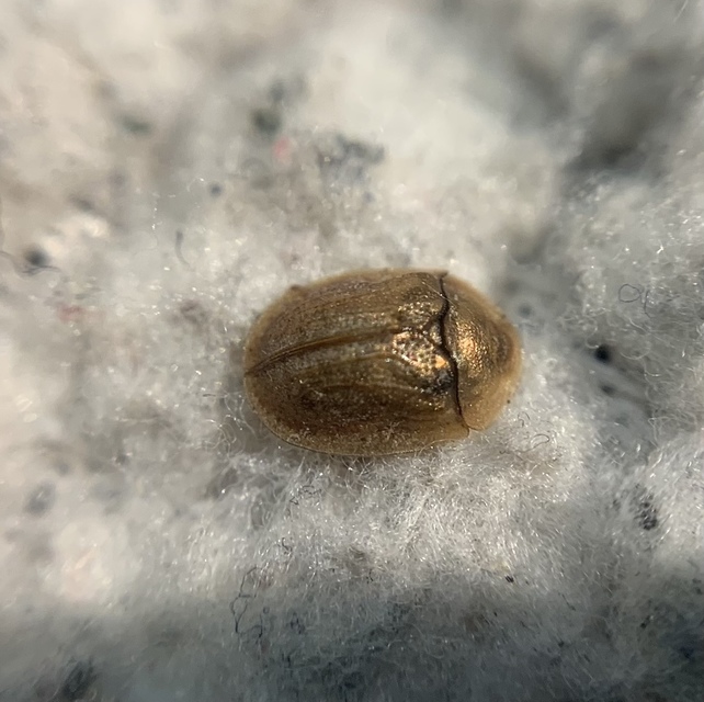 Hypocassida subferruginea - közönséges bordáspajzsbogár
