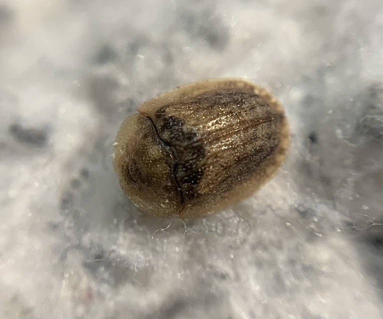 Hypocassida subferruginea - közönséges bordáspajzsbogár