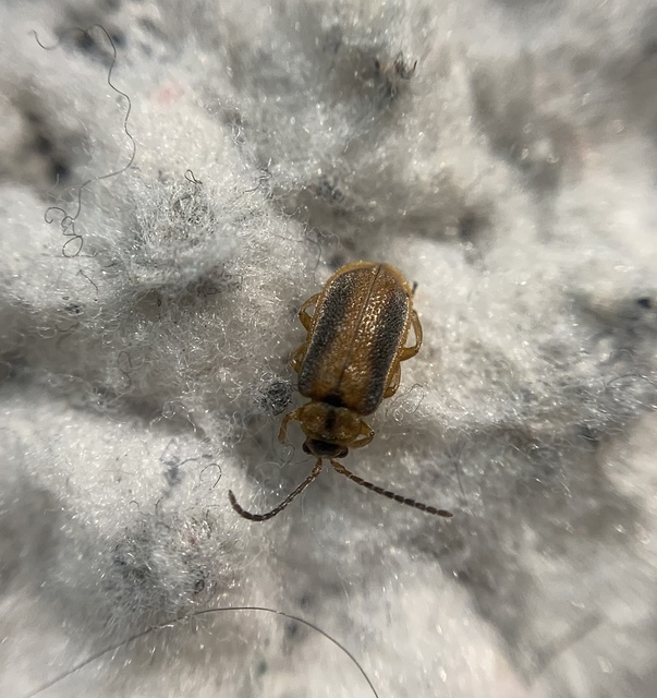 Galerucella calmariensis