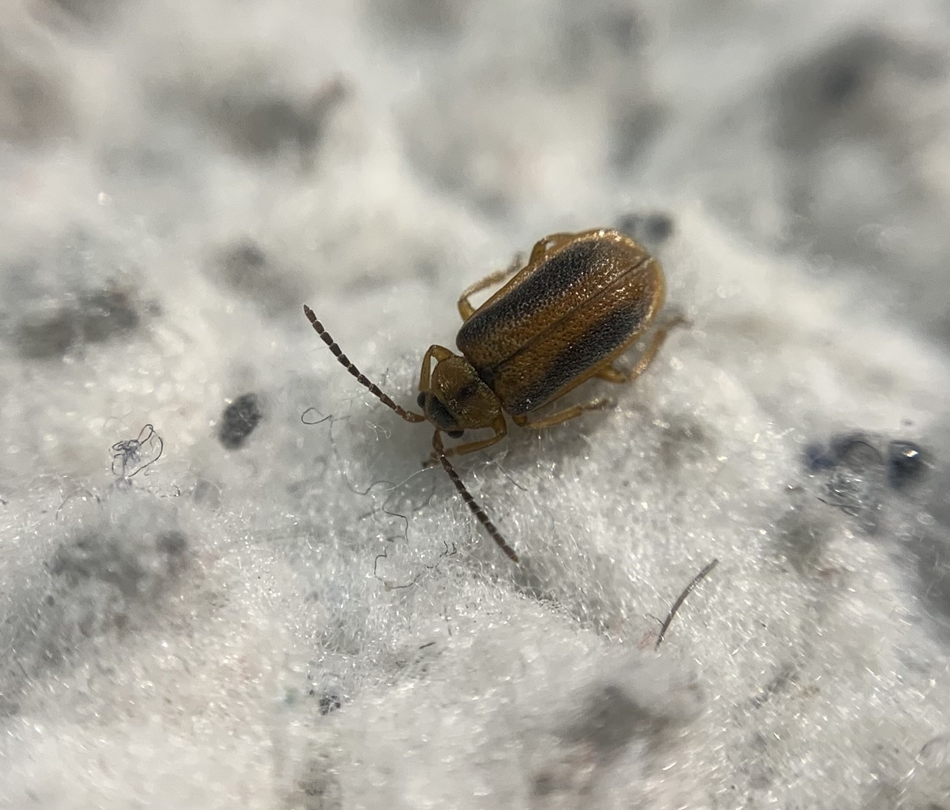 Galerucella calmariensis