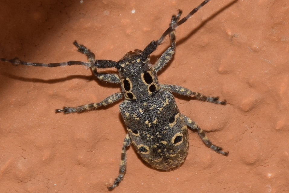 Mesosa curculionoides - szemfoltos cincér