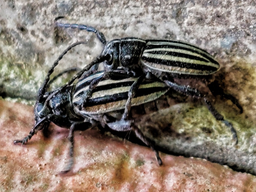 Dorcadion scopolii - nyolcsávos gyalogcincér