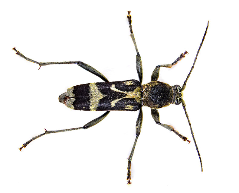 Chlorophorus figuratus - rajzos darázscincér