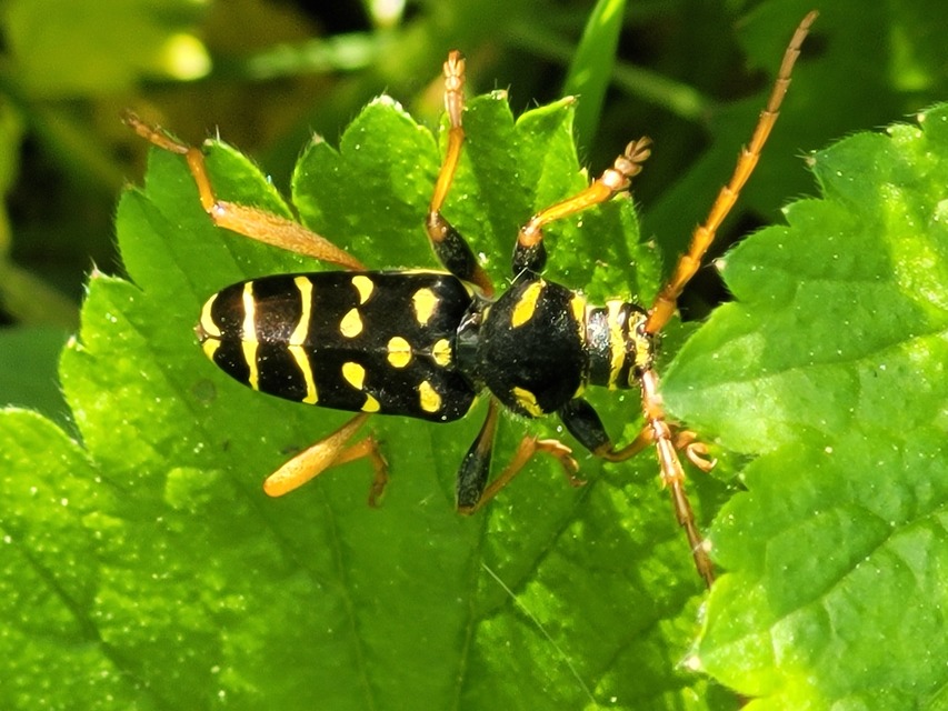 Plagionotus arcuatus - bársonyos darázscincér