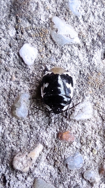 Tritomegas bicolor - foltos földipoloska