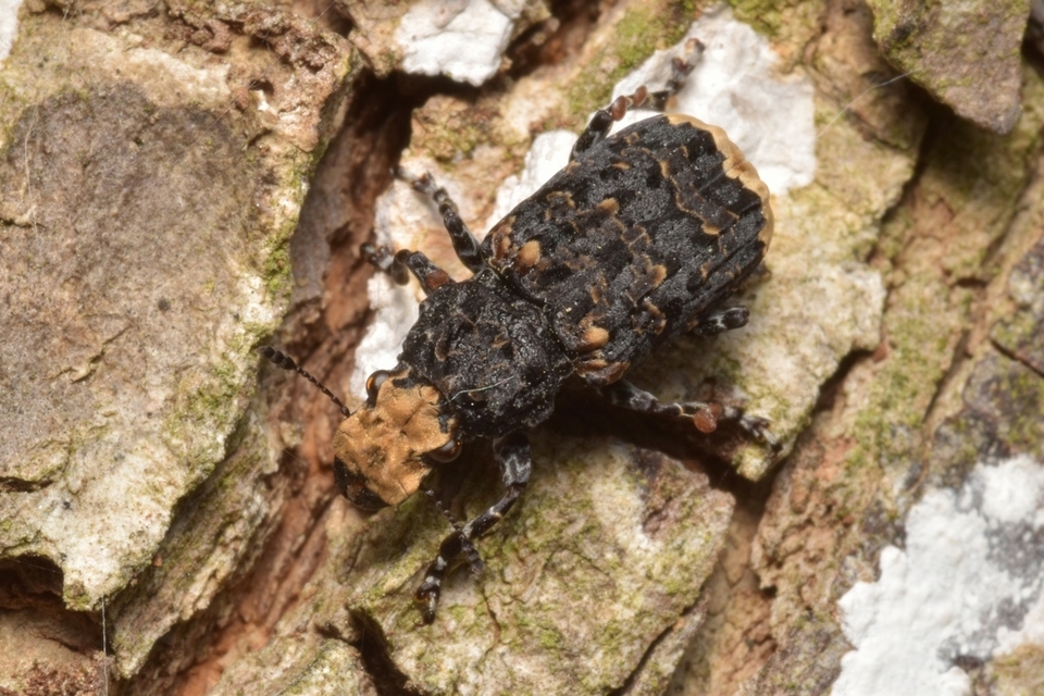 Platyrhinus resinosus - nagy orrosbogár