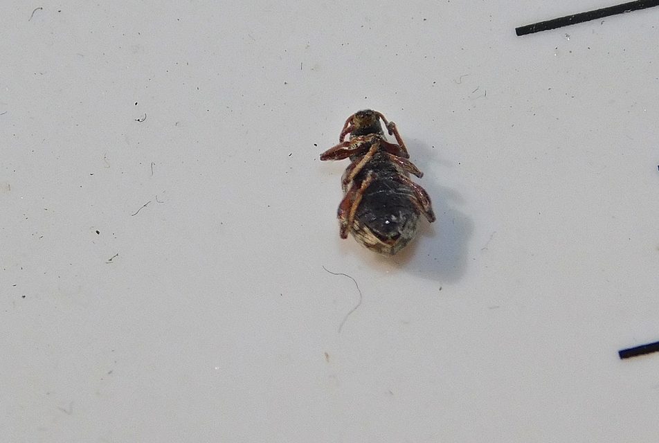 Oedecnemidius varius - tarka tölgyormányos