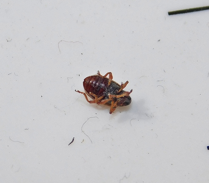 Anthonomus Anthonomus