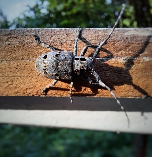 Mesosa curculionoides - szemfoltos cincér