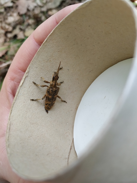 Rhagium sycophanta - tölgyes-tövisescincér