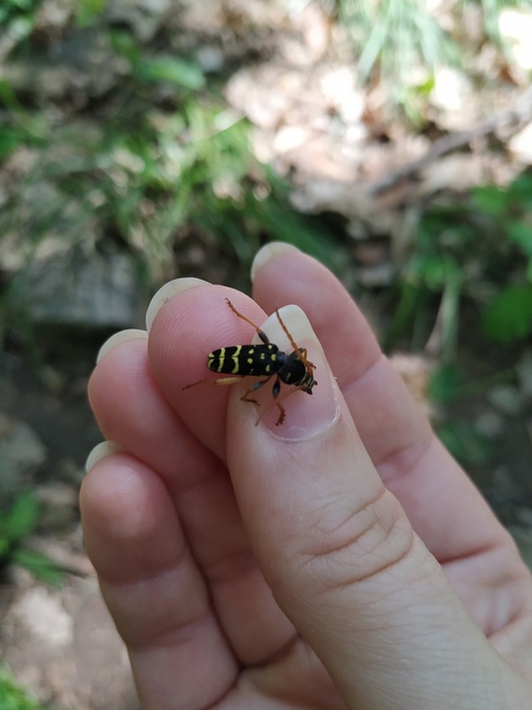 Plagionotus arcuatus - bársonyos darázscincér