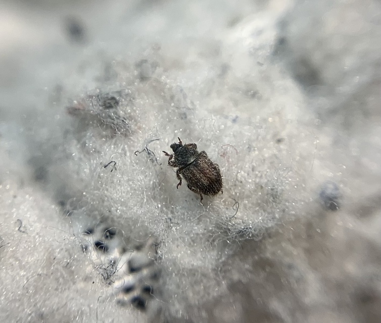 Mecinus pirazzolii - homoki útifűormányos