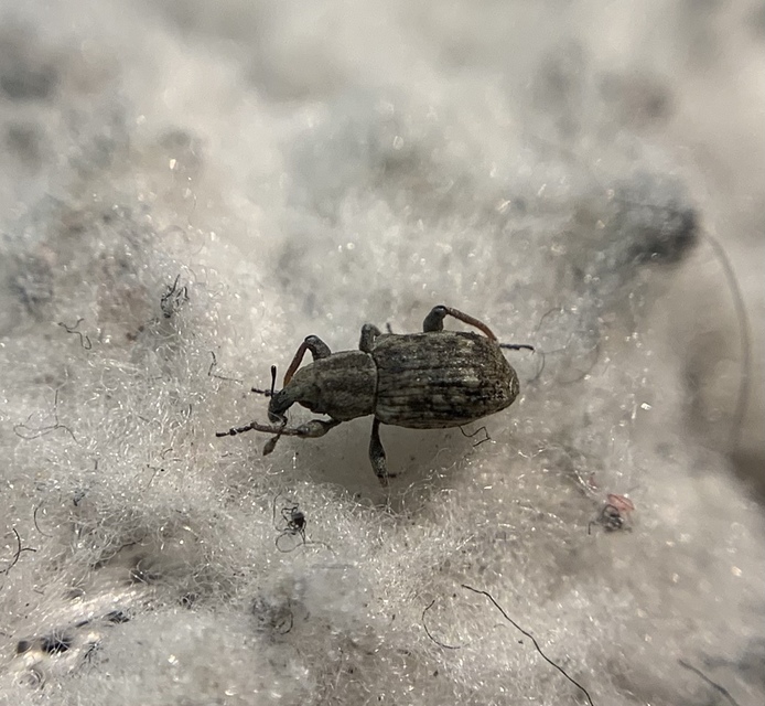 Bagous lutulentus - zsurló-víziormányos Bagous lutulentus - zsurló-víziormányos