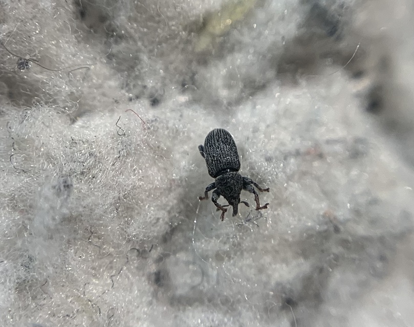 Tychius tibialis - fekete tímárormányos
