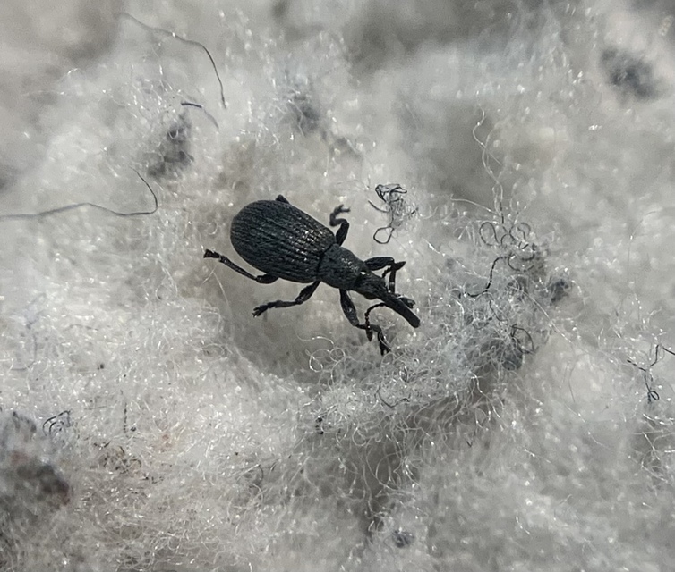 Ischnopterapion loti - szarvaskerep-cickányormányos