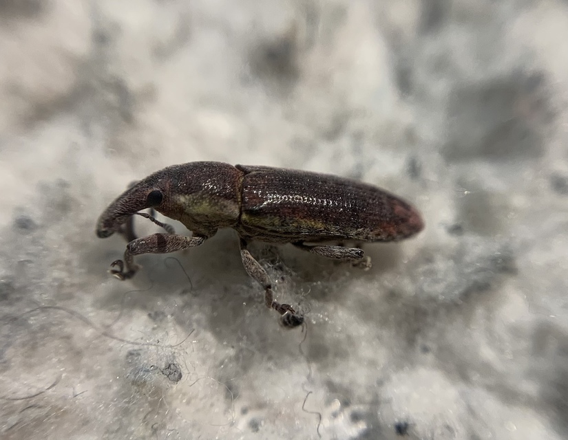 Lixus cinerascens - hamvas dudvabarkó