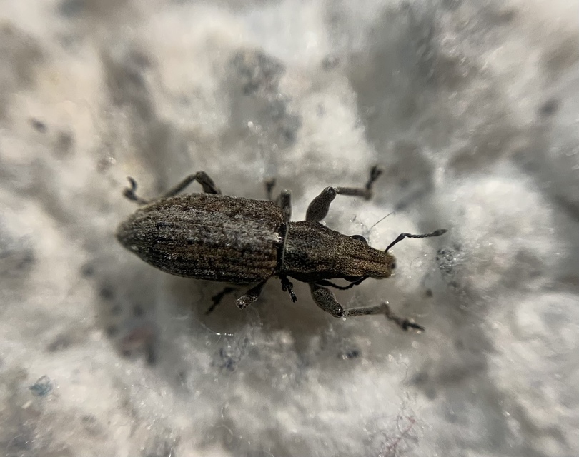 Charagmus griseus - szürke csipkézőbogár