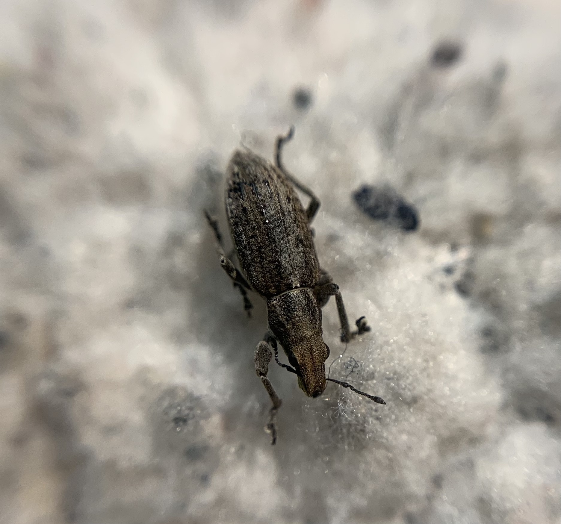 Charagmus griseus - szürke csipkézőbogár