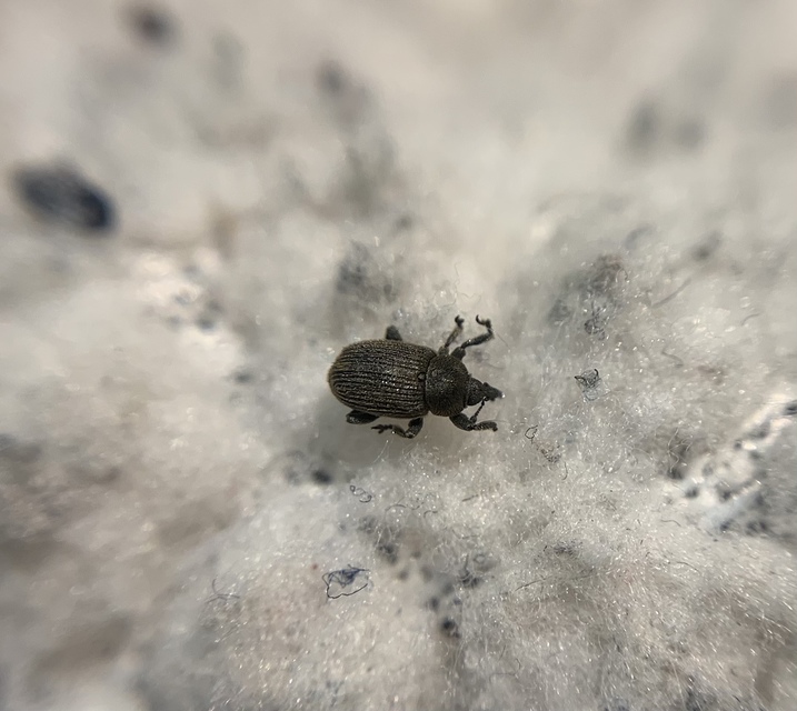 Rhinusa collina - lapos gyújtoványfű-ormányos