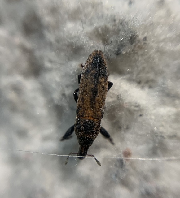 Lixus brevipes - vaskosorrú dudvabarkó