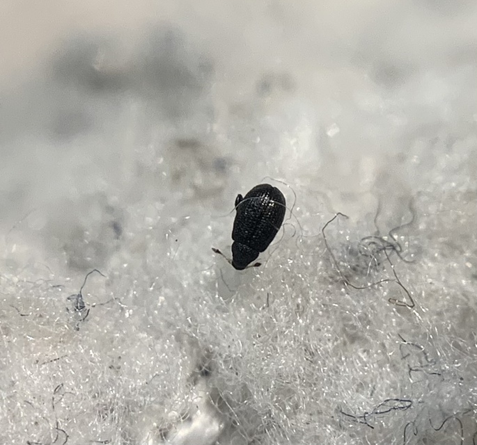 Rhamphus oxyacanthae - galagonya-bolhaormányos Rhamphus oxyacanthae - galagonya-bolhaormányos