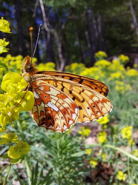 Boloria euphrosyne - árvácska-gyöngyházlepke