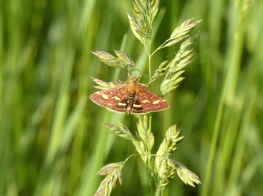 Pyrausta purpuralis - közönséges bíbormoly