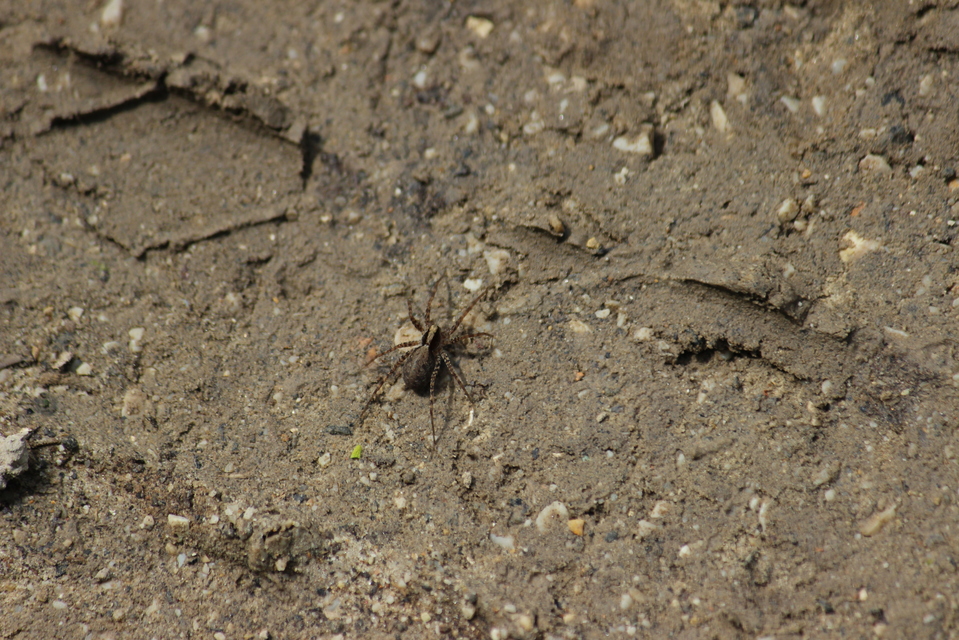 Pardosa